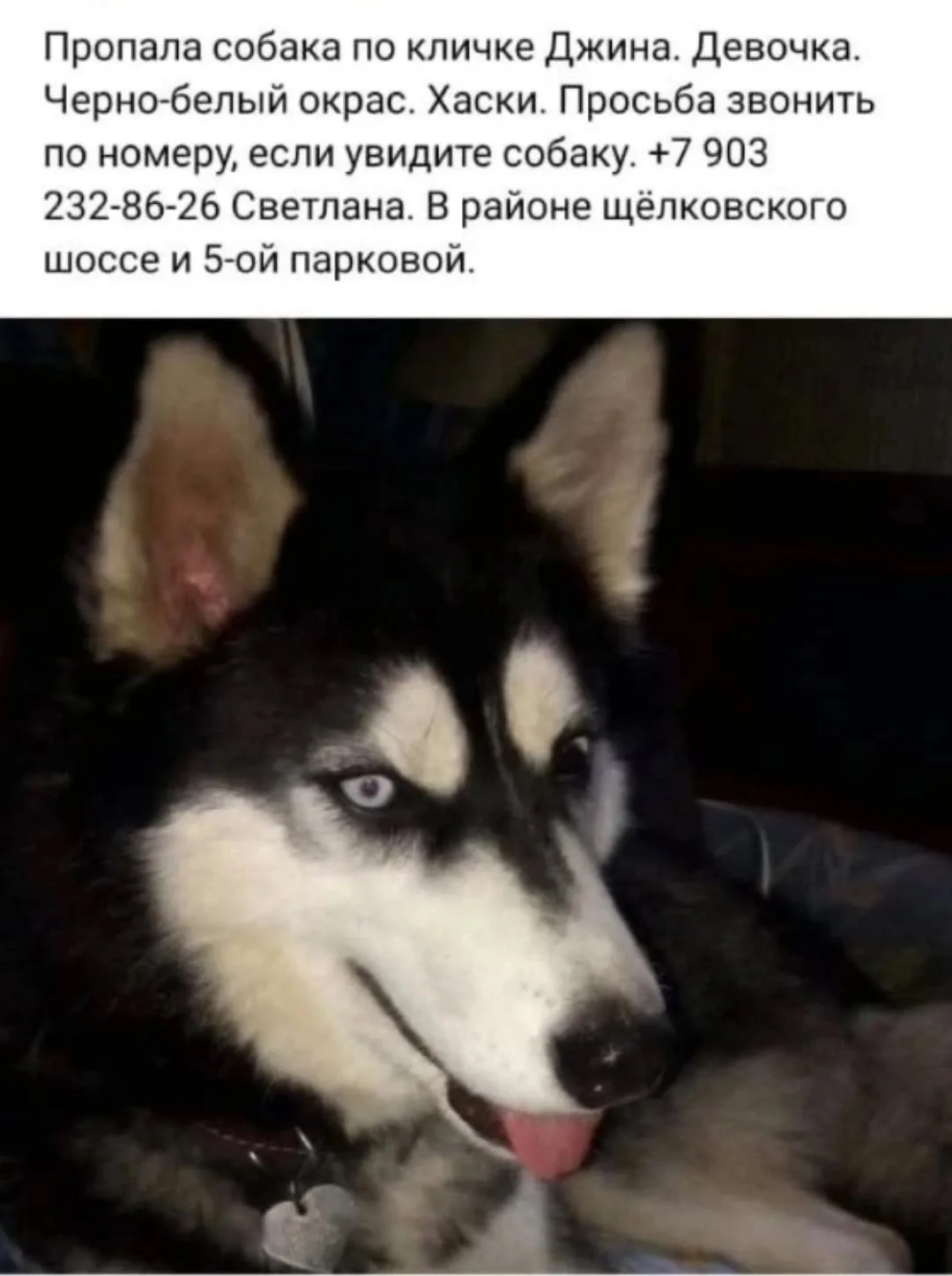 Пропала собака по кличке Джина. Девочка. Черно белый окрас. Хаски. Просьба звонить по н...