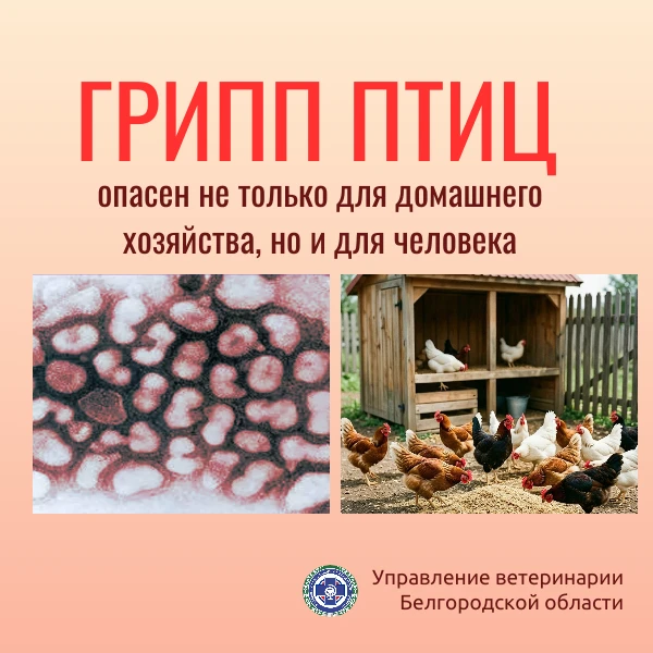 ❗️Грипп птиц – острое инфекционное заболевание, возбудителем которого является высоко п...