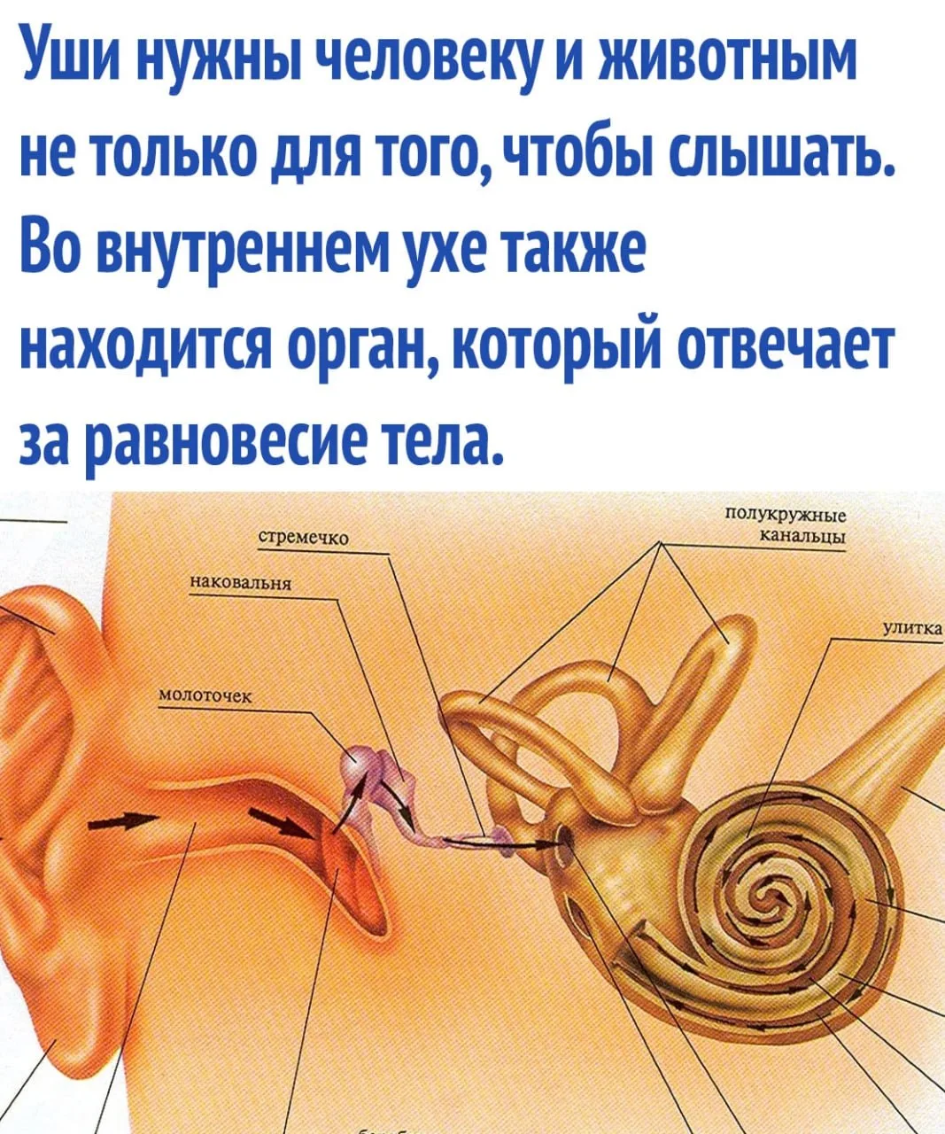 интересные факты / тайны / загадки / наука