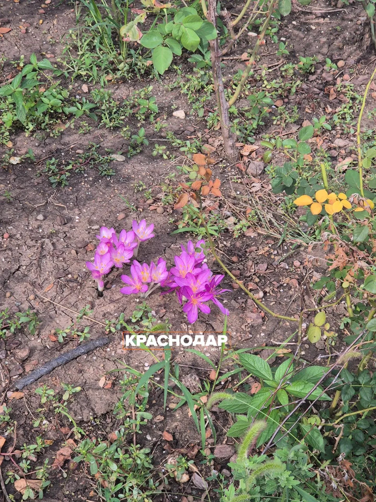 🌸 Весенние крокусы внезапно зацвели в Краснодаре прямо в разгар осени