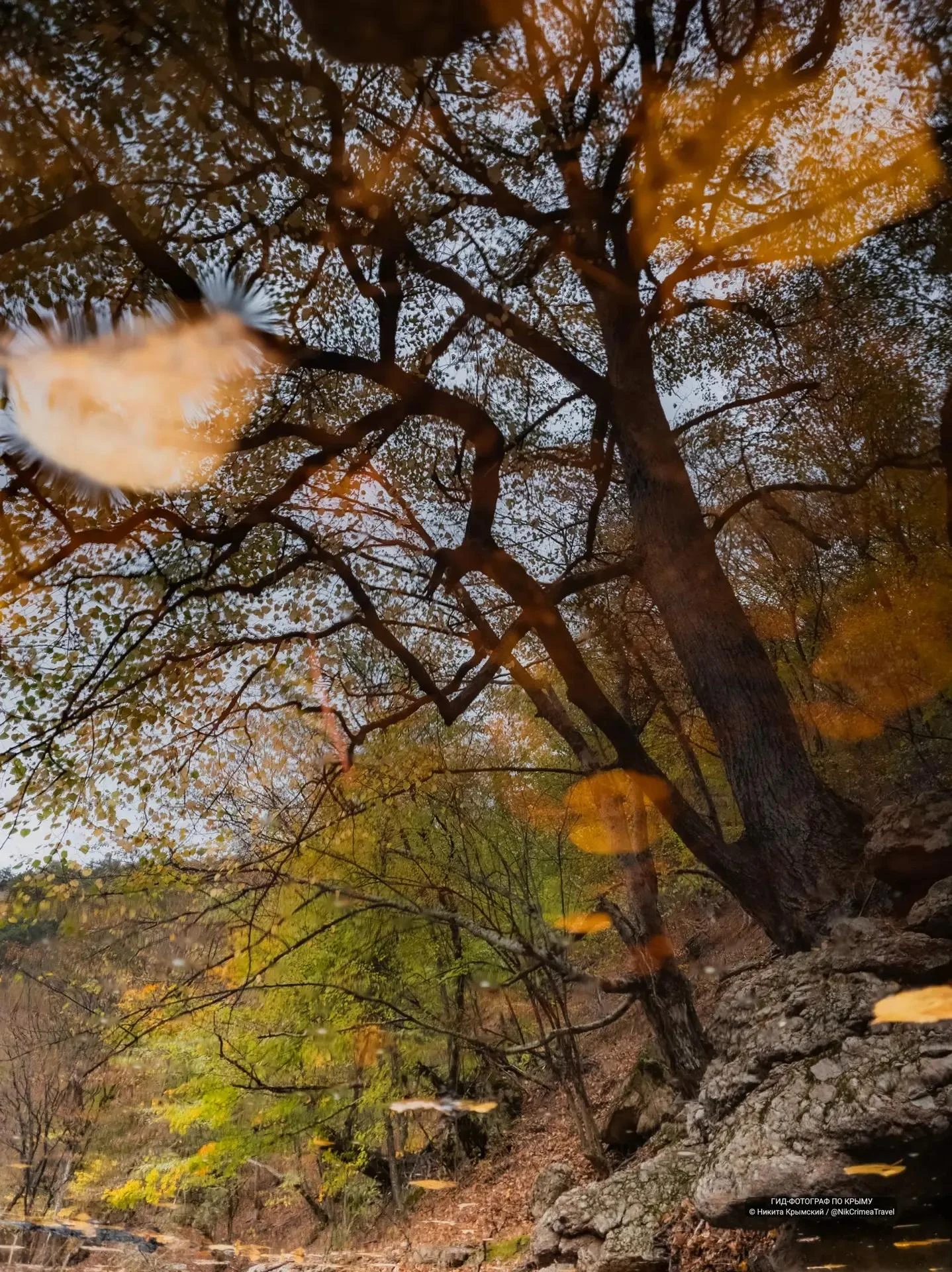 🌳Экотропы и туристические маршруты в Ялтинском заповеднике открыли для посещения