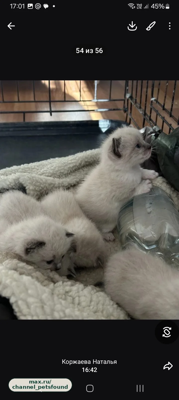 🐾 Найден питомец — Набережные Челны