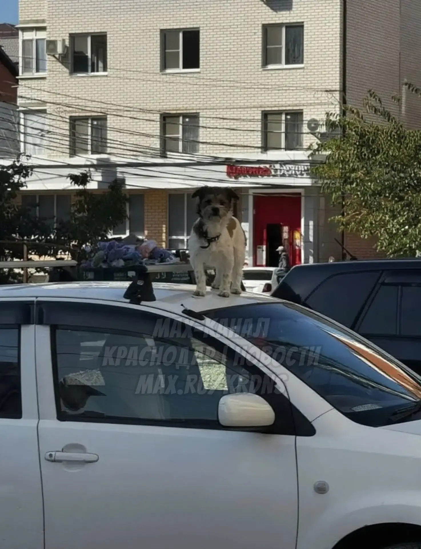 🌀😅В Краснодаре собака забралась на машину в поисках хозяина