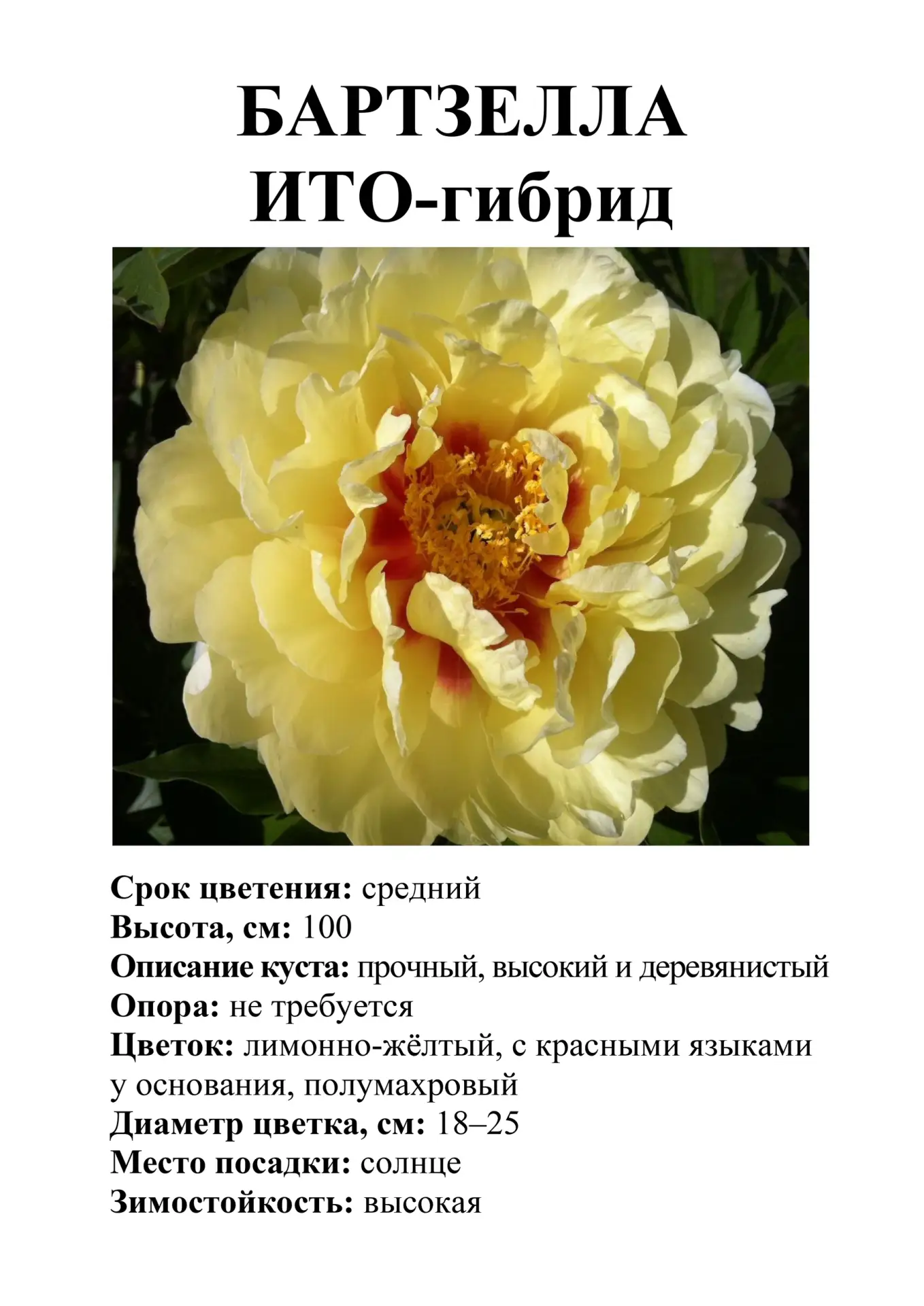 Пионы в ассортименте.