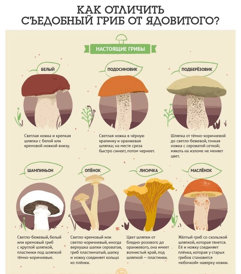 ✅Сегодня, 3 октября, отмечается Всемирный день грибника.