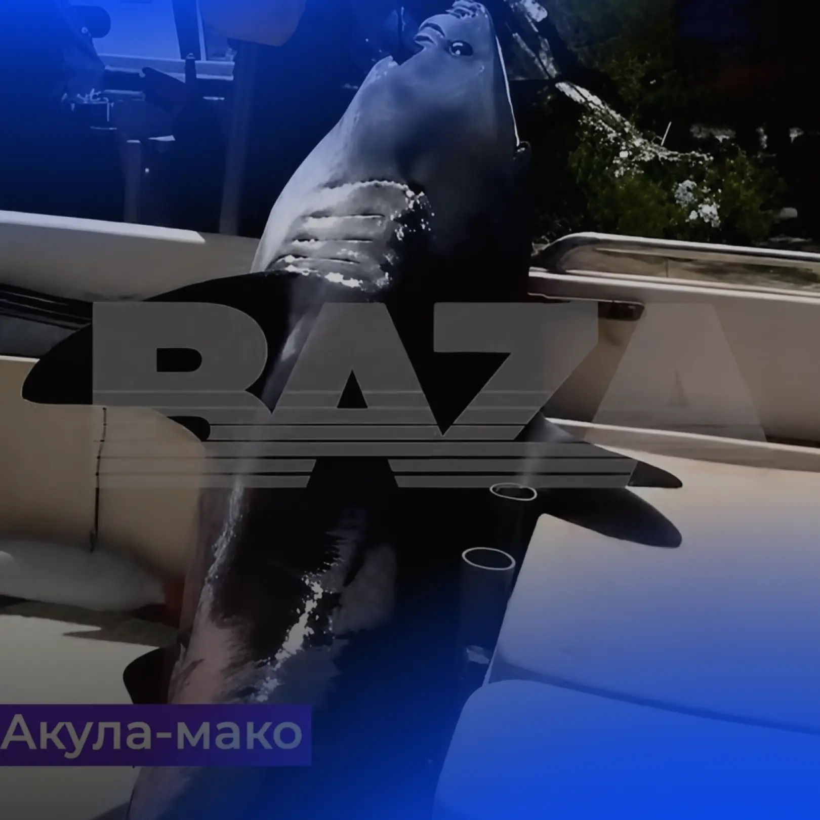 🦈Голодные акулы приплыли к берегам Приморья.