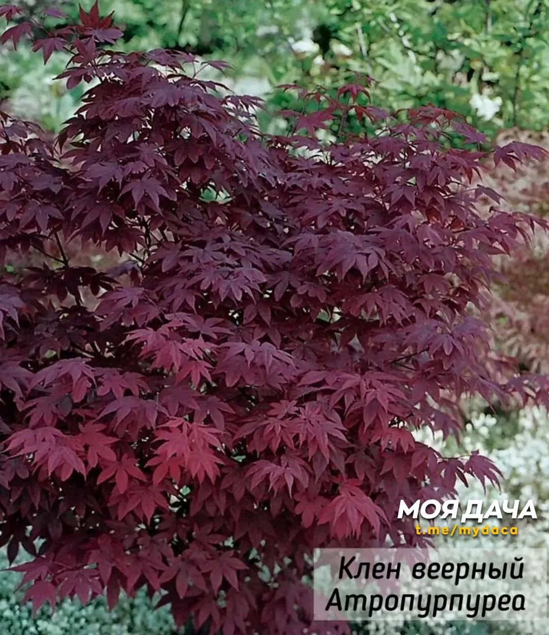 Клён веерный 🍁  Изящное дерево или кустарник, высоко ценимое в ландшафтном дизайне за красивую форму