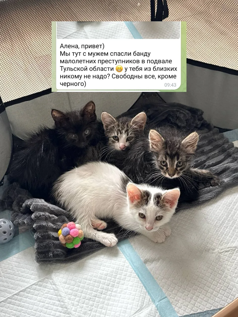 Девчат, моя хорошая знакомая пристраивает котят найденышей. Верю в силу интернета 🙏 вдруг кому-то и