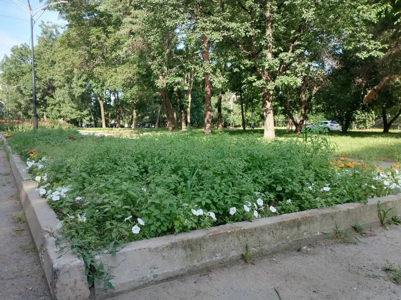 🌿 Клумбы на Амурском бульваре заросли сорняками

В Хабаровске жители обратили внимание на состояние