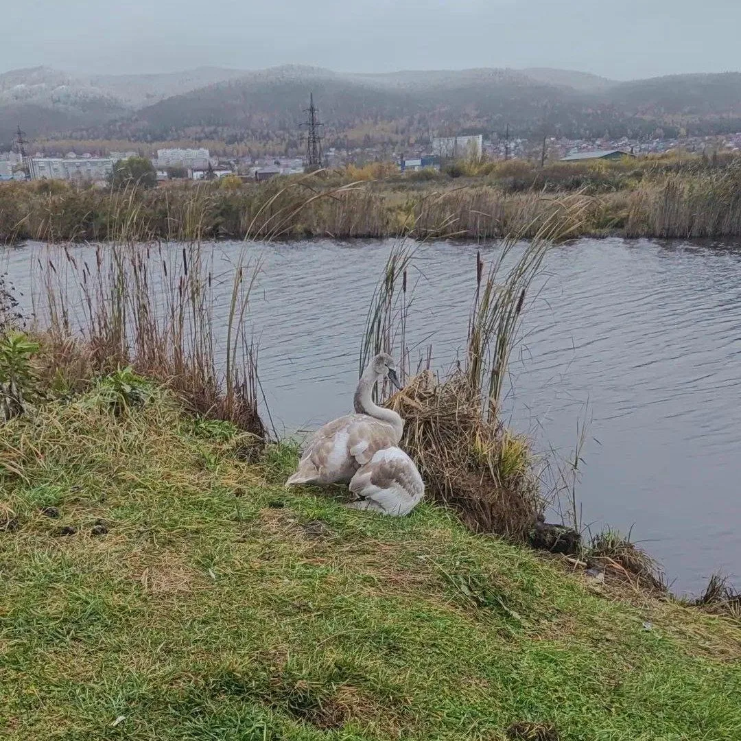 🦢 Молодого лебедя с поврежденным крылом заметили на водоеме между Автозаводом и Старым...