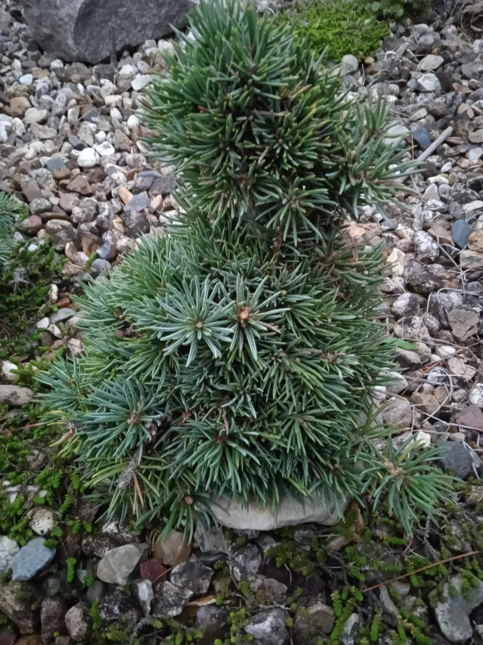 Picea abies 'Robert Vesely'
Ель обыкновенная

Тверская область
Возраст: 7-9 лет
Сад коллекционера Fe