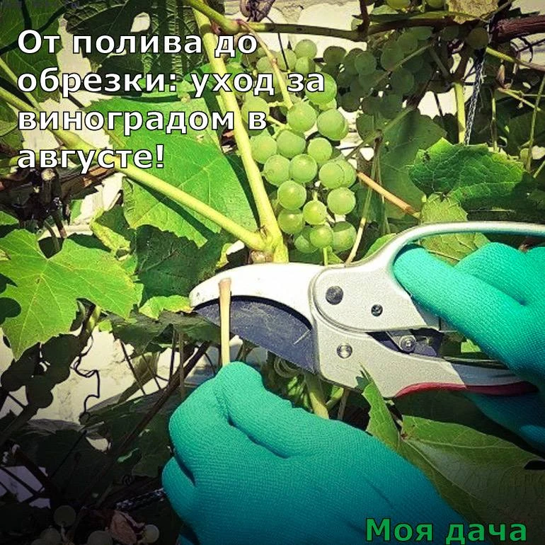 Изображение 1 к публикации «Дачники»