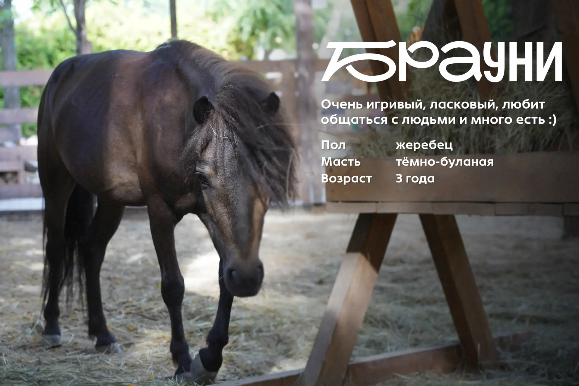 🐴 Давайте знакомиться

Наши шетлендские пони уже освоились в новом домике и вовсю наслаждаются безз