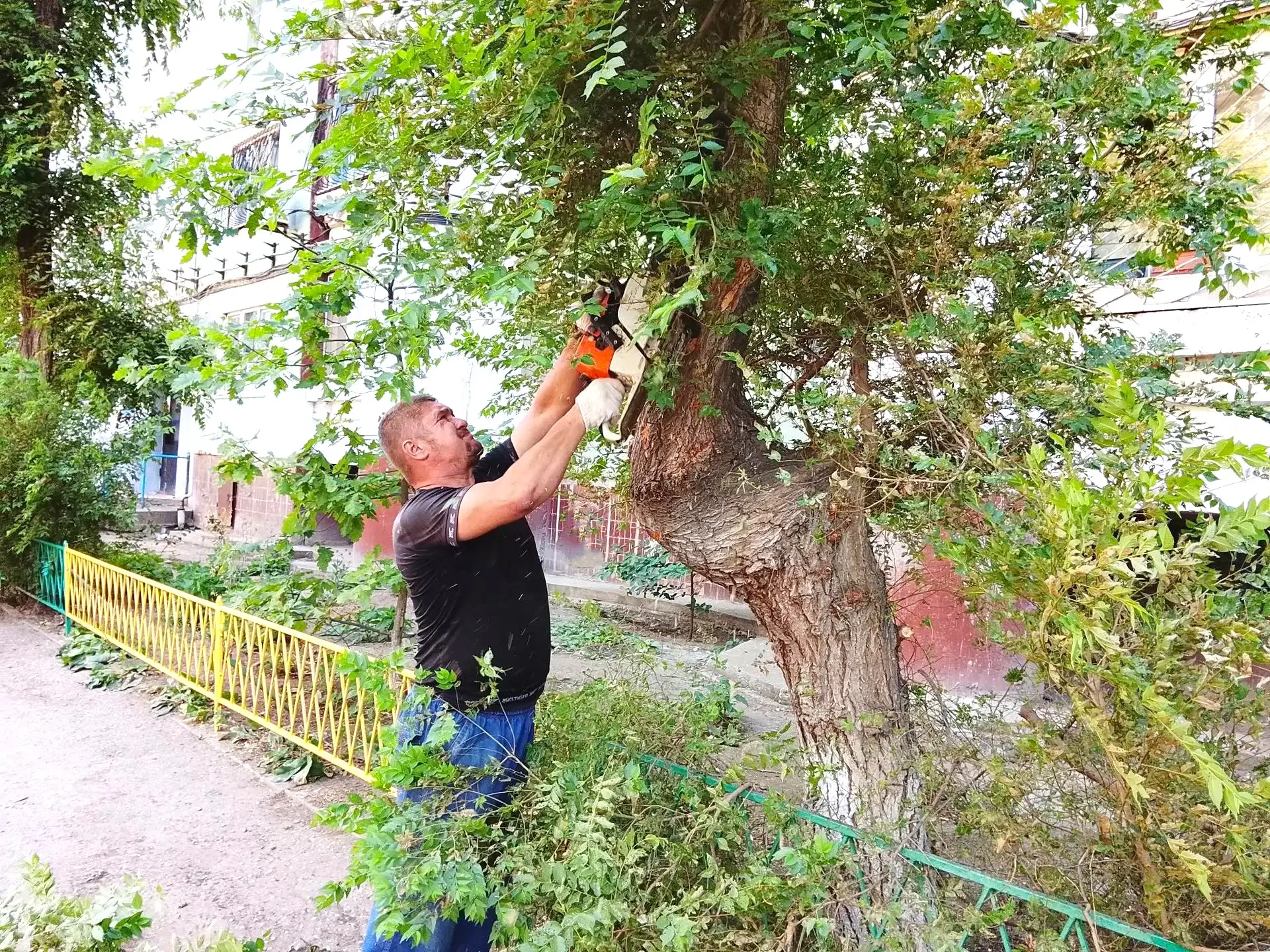 К новости «✂️ 🌳 Зеленый парикмахер:»