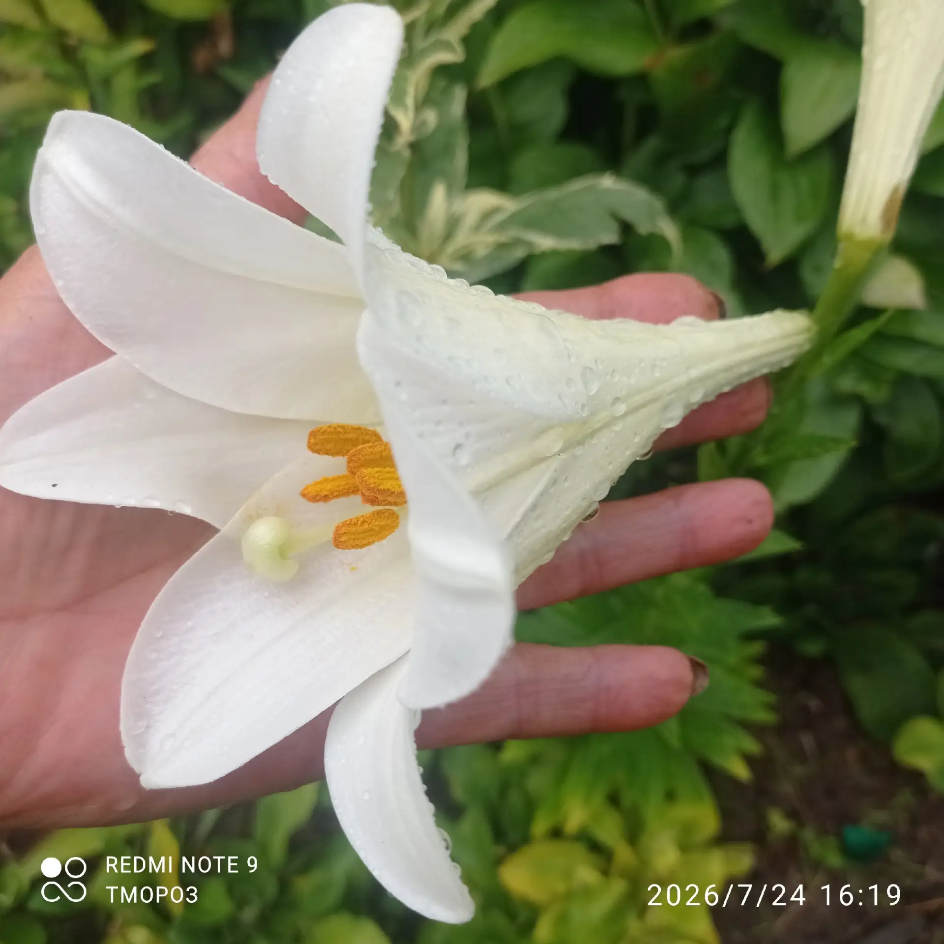 Сегодня я садовая незнайка
Все знать невозможно, по многим семействам и родам растений.
Да еще столь