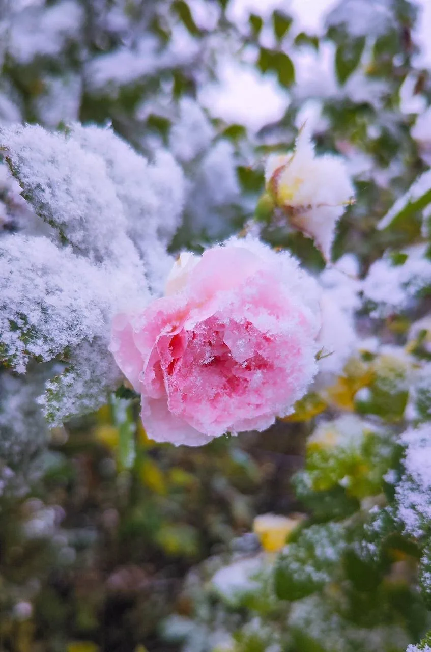 ❄️Снежок в Кезском районе