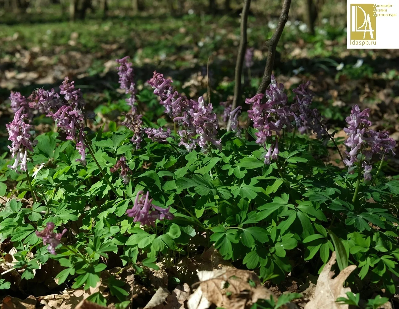 🌿 Хохлатка плотная (Corydalis solida) - это многолетнее травянистое растение подсемейс...