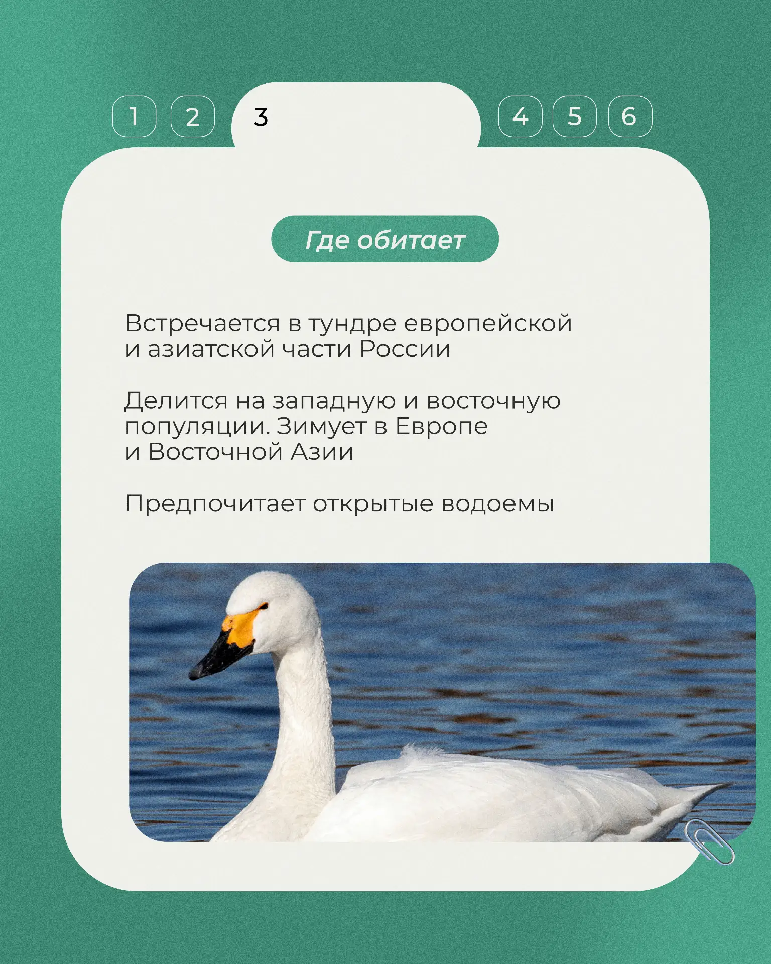 📕Продолжаем рубрику «Животные Красной книги».    Сегодня — несколько фактов о малом лебеде, изящной 