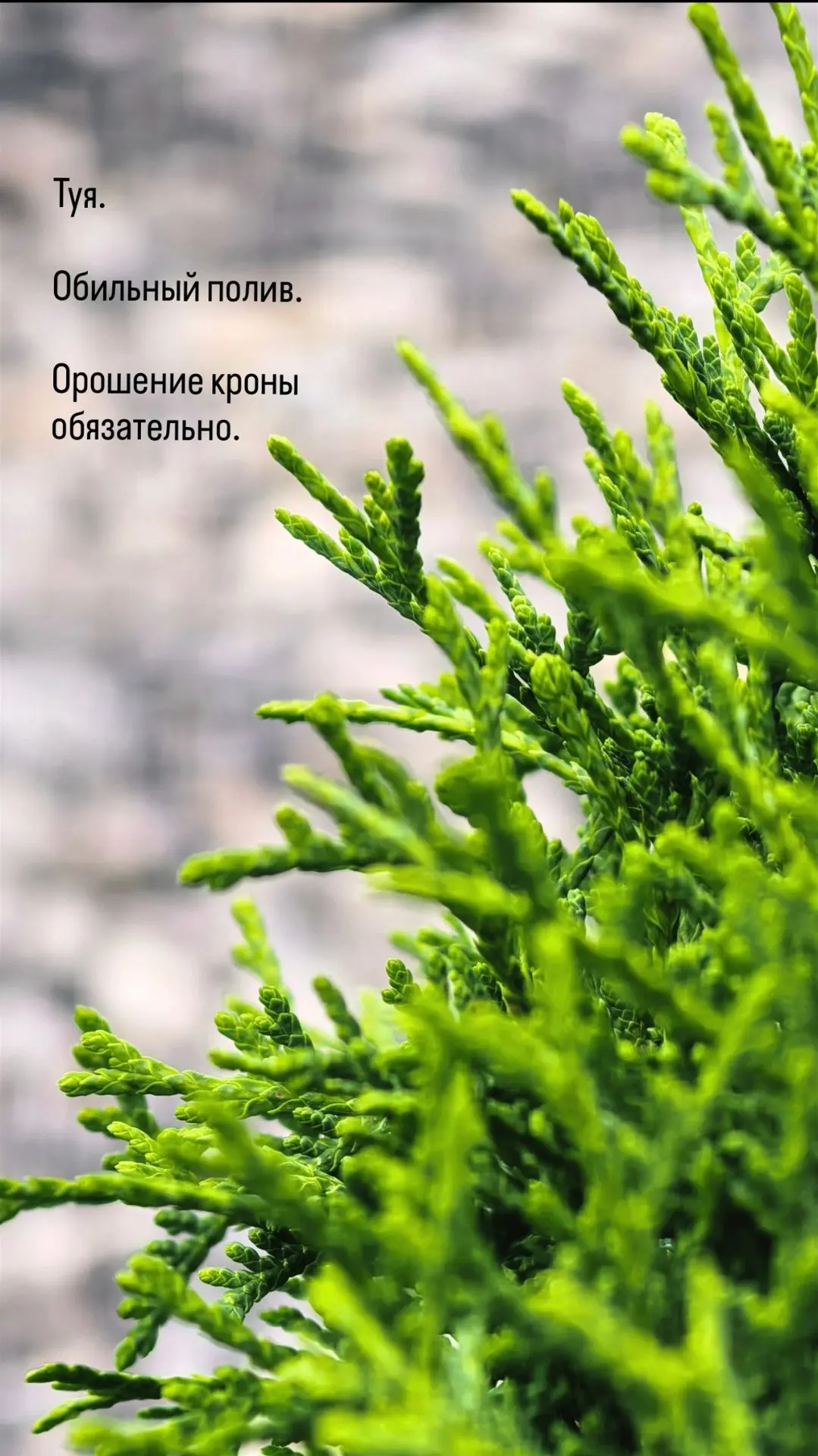 Вся правда о хвойных и почему они могли не пережить летний сезон👇