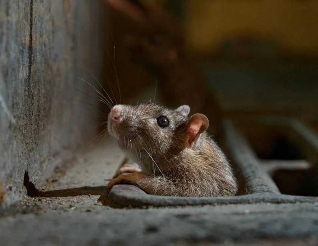 🐀 Крысы в Москве стали быстрее размножаться из-за потепления климата, увеличения количества мусора 