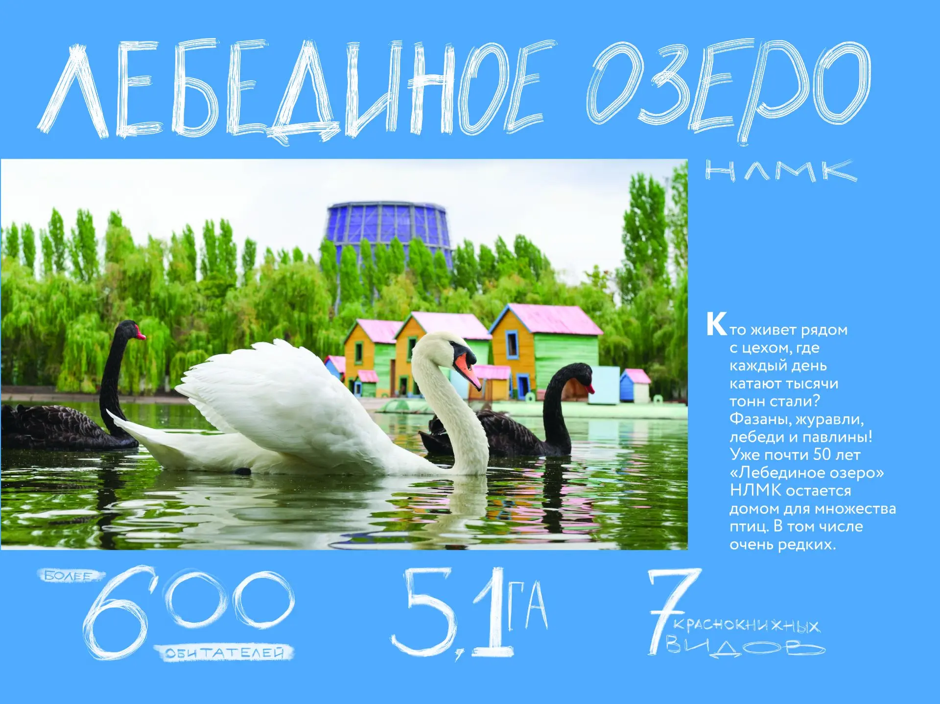 Лебединое озеро НЛМК в Быхановом саду