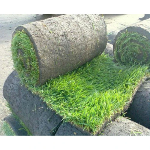 Газон в июне — стрижем и подкармливаем

🌿 Июнь: газон растёт как на дрожжах!

Трава уже набрала сил
