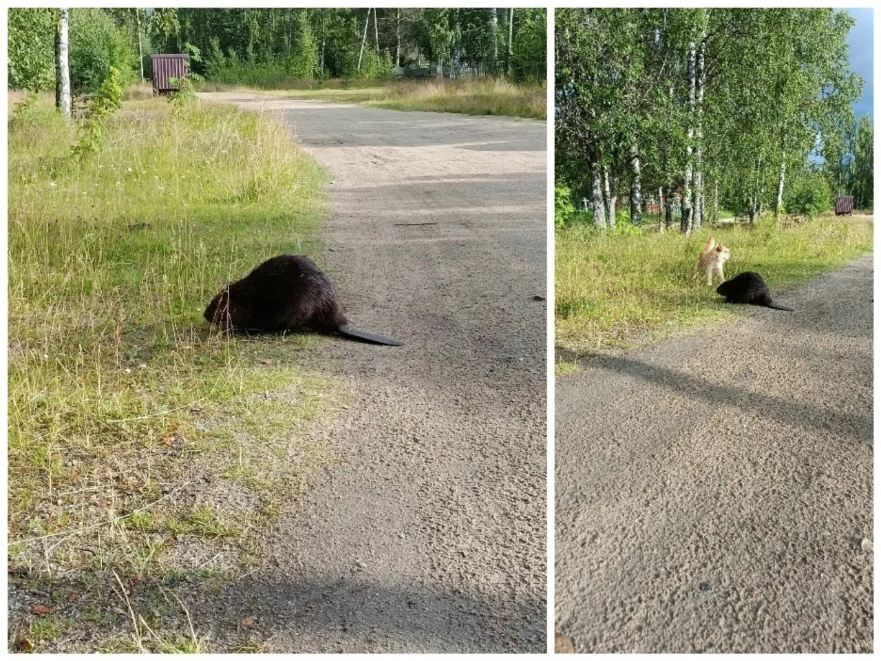 В Новом Юшкозере заметили бобра ☺

В Калевальском районе необычный гость. Бобр расхаживал по дороге 