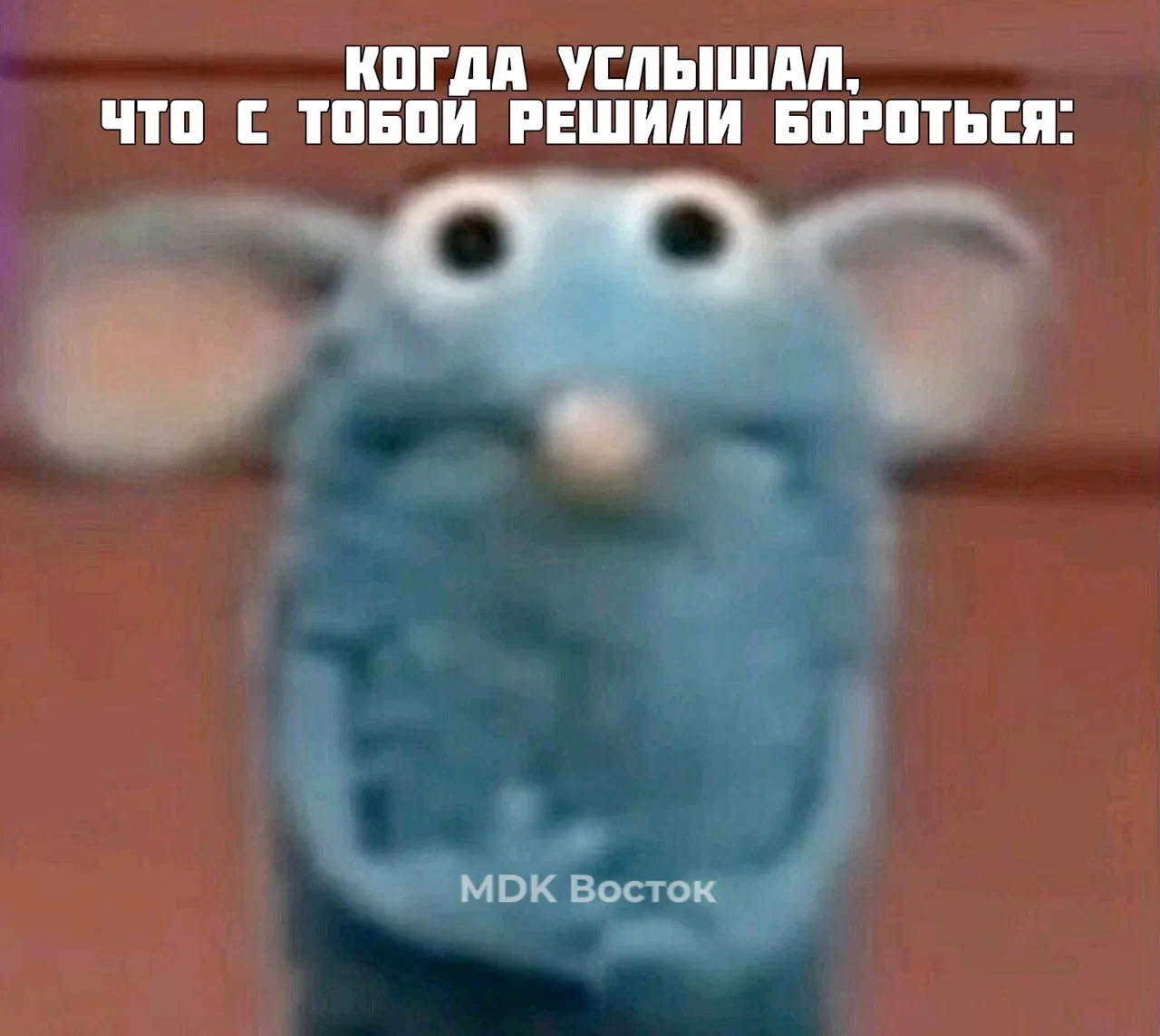 🐀 В Находке жители пожаловались на полчища крыс у мусорных площадок