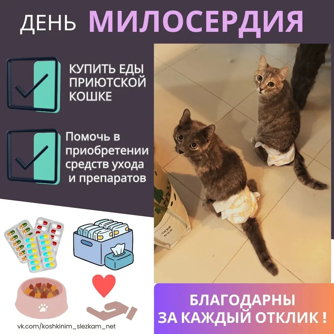 Люди, в большом кошачьем приюте очень много кошек, выведенных из рецидивов и кошек, нах...