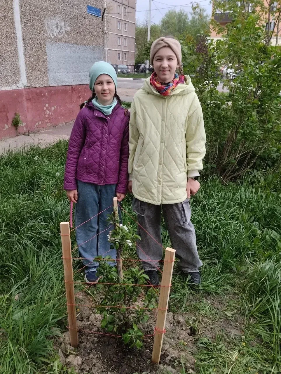 Ребята 1Е и 5Е классов вместе со своими родителями подключились к акции "ЯБЛОНЯ ПОБЕДЫ". Восстановив