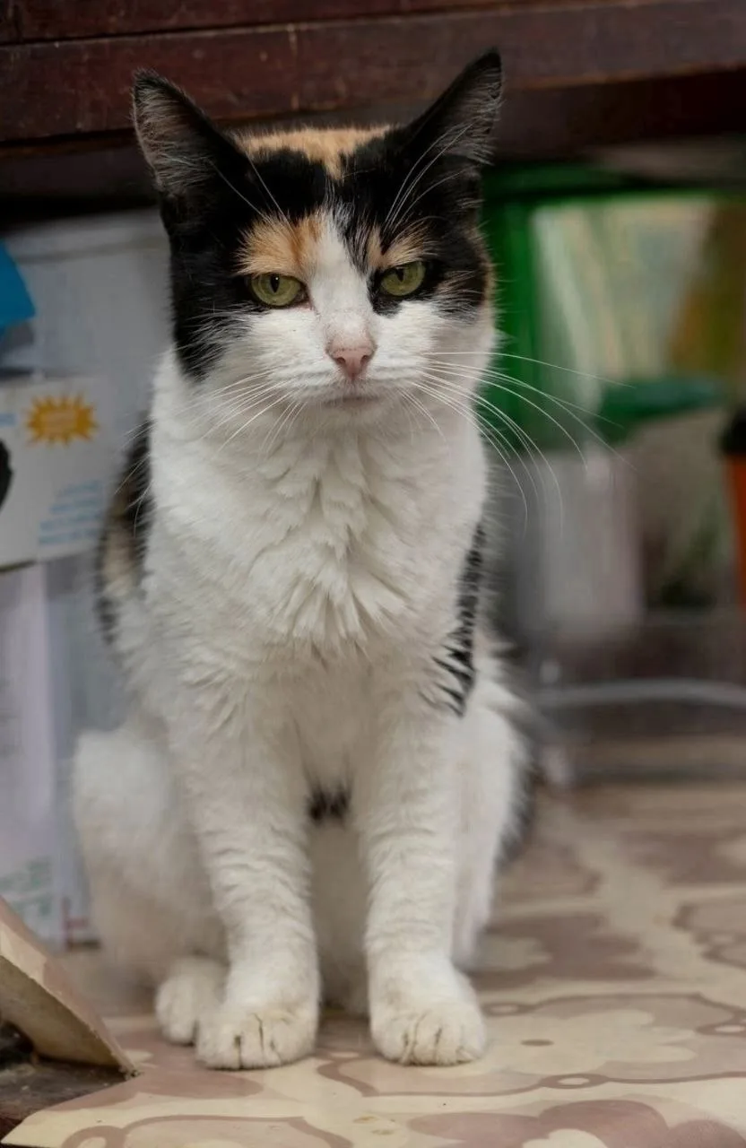 🌸🐾 Ищем дом для нашей трогательной трехцветной кошечки по имени НИКА! 💖✨