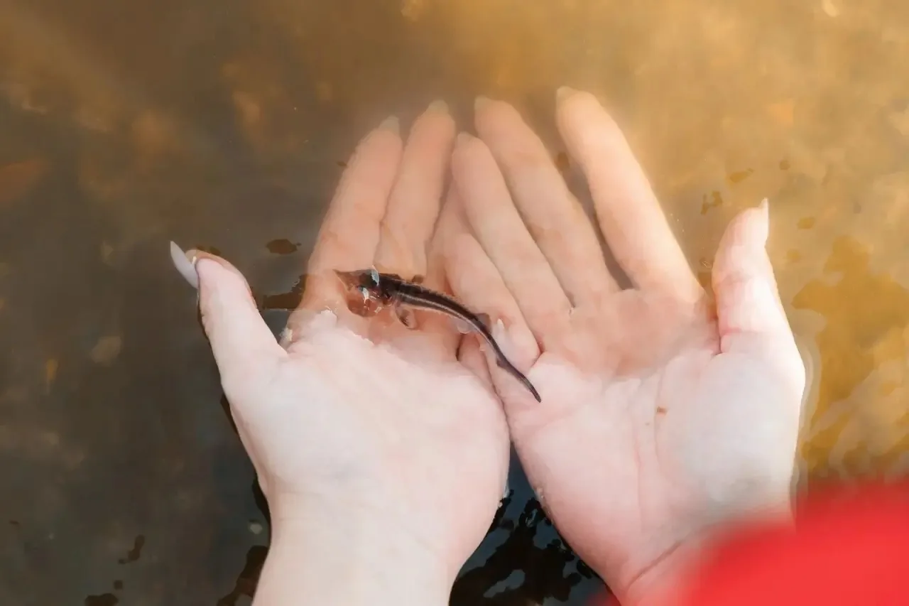 ЛУКОЙЛ поддерживает экосистему Камы

🐟 >18000 мальков ценной стерляди выпущено в Воткинское водохра