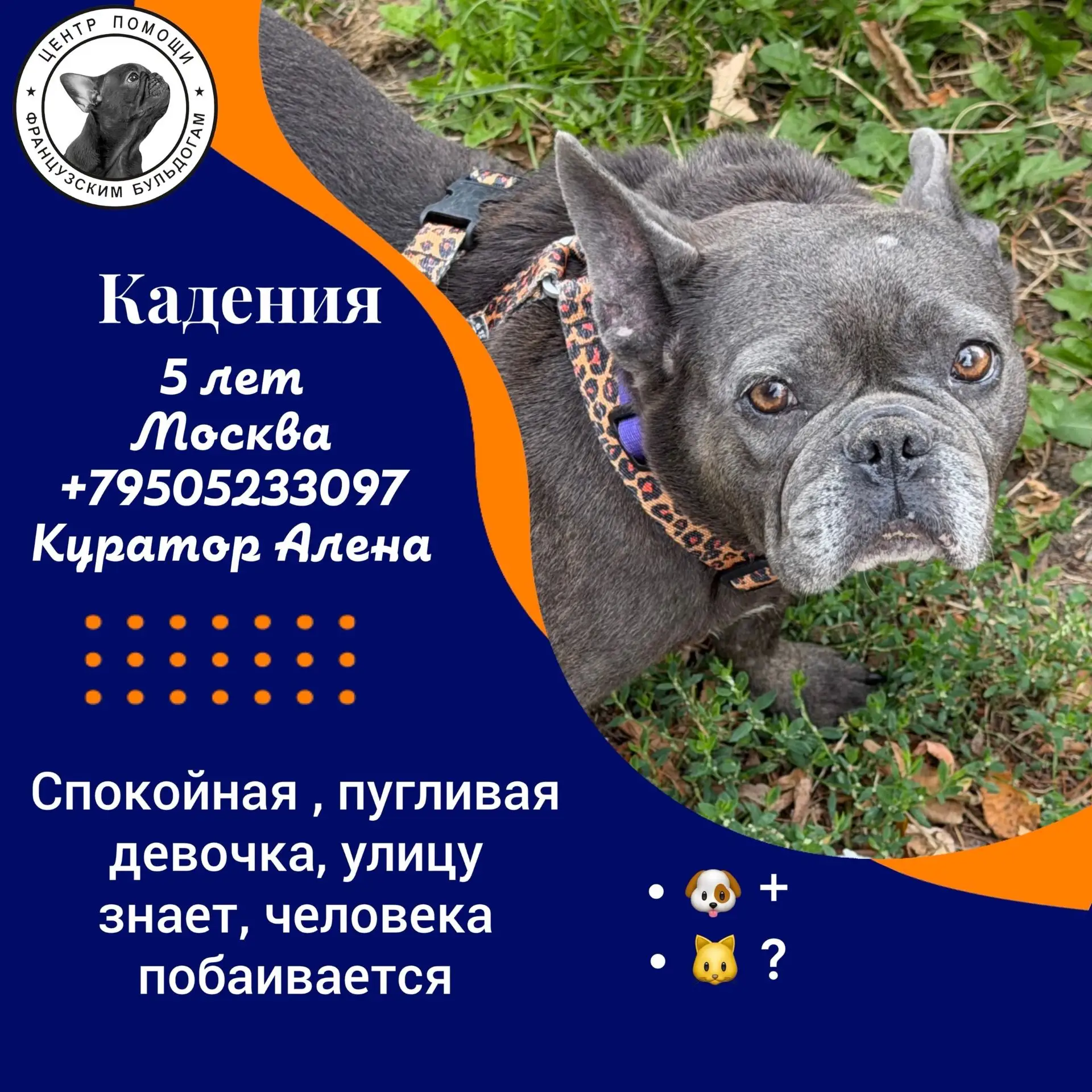 🚨 СРОЧНО! ИЩЕМ ДОМ ДЛЯ 6 ФРАНЦУЗСКИХ БУЛЬДОГОВ-ДЕВОЧЕК 🚨