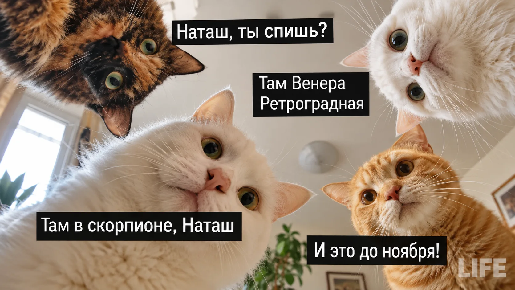 У нас опять эти дни... ретроградная Венера, бывшие и дорогие покупки. Каким знакам приг...