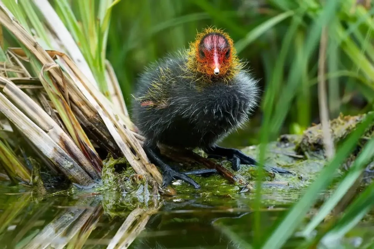 🥰 В Удельном парке на воде можно заметить птенцов лысухи 

Ярко-рыжие головки на чёрном пуховом тел
