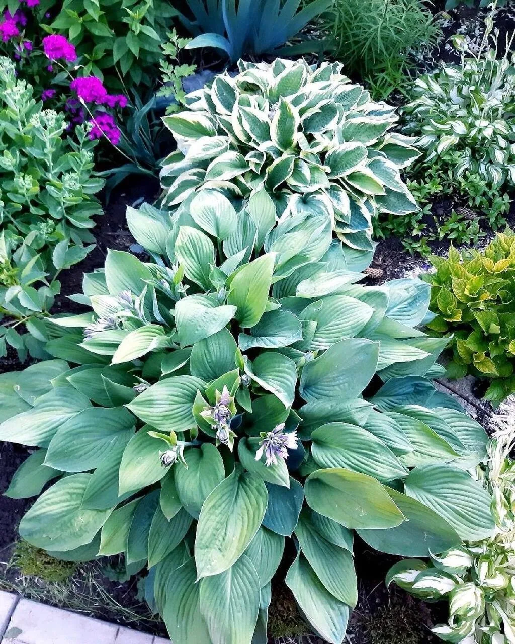 Хоста хороша в любом саду и в любом соседстве 💚