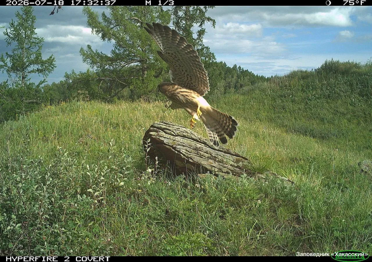 🦅 Молодые пустельги попали в объектив фотоловушки в Хакасии

В заповеднике «Хакасский» фотоловушка 