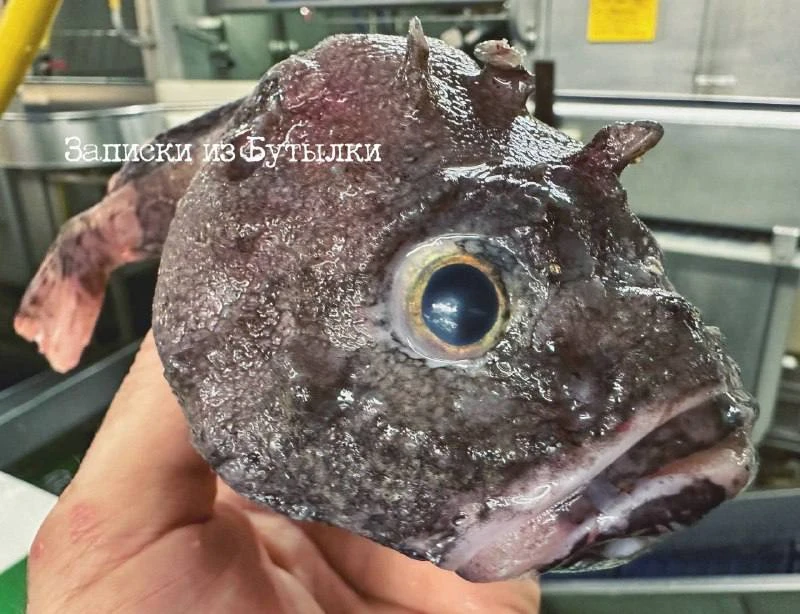 🐟 Мурманский моряк поймал в объектив одного из самых необычных жителей Арктики

Рыбак Роман Федорцо