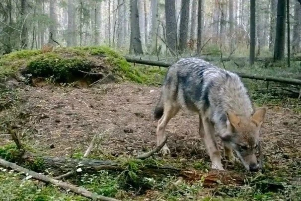 В Дружной Горке на улице Чащинской на днях около 23:00 зафиксирован случай нападения во...
