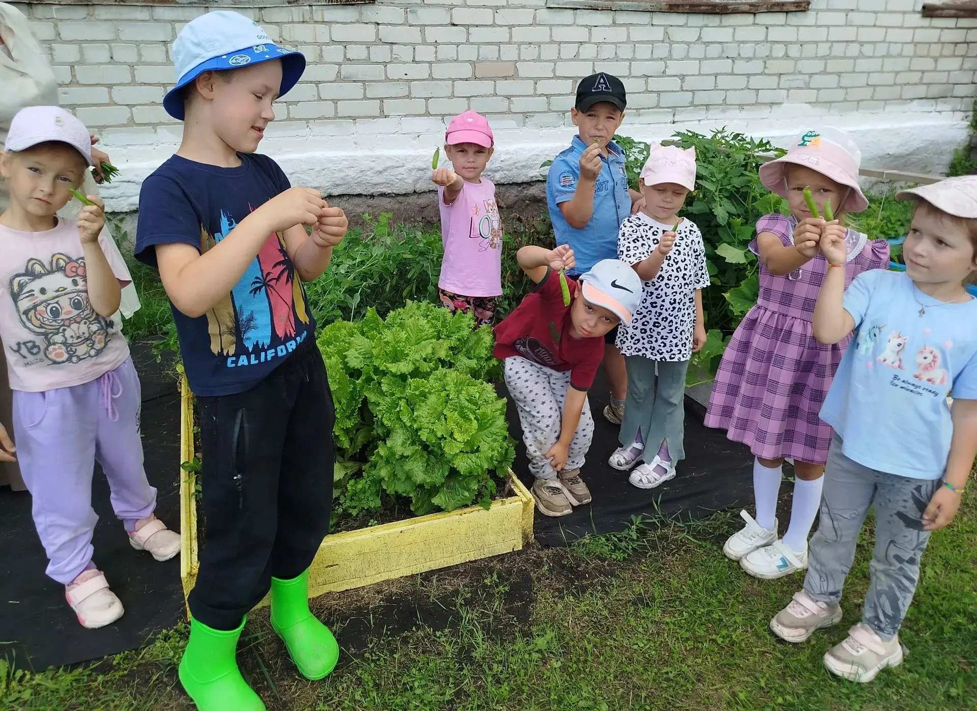 🍓Посадили огород, посмотрите  что растет.🍓