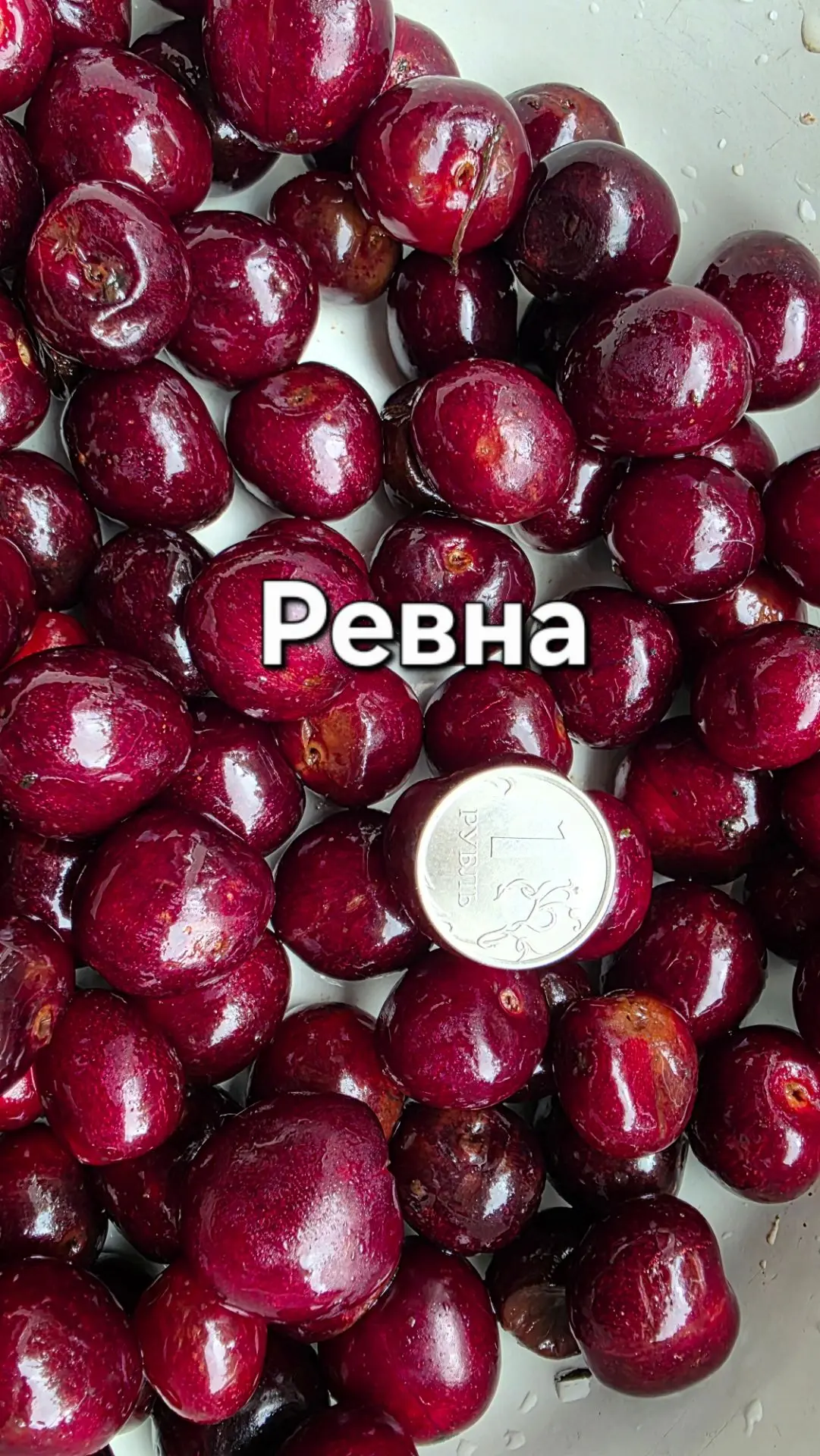 Не смотря на достаточно прохладное и дождливое лето  хорошо себя показывает черешня сорта Ревна,фото