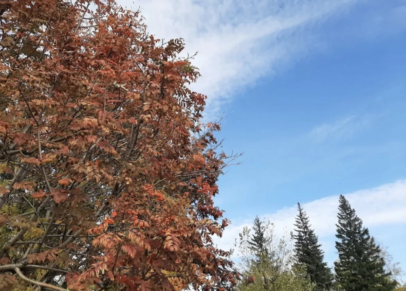😍🍂 Осень расцвела яркими красками в Нагорном парке Барнаула и на берегах Оби.