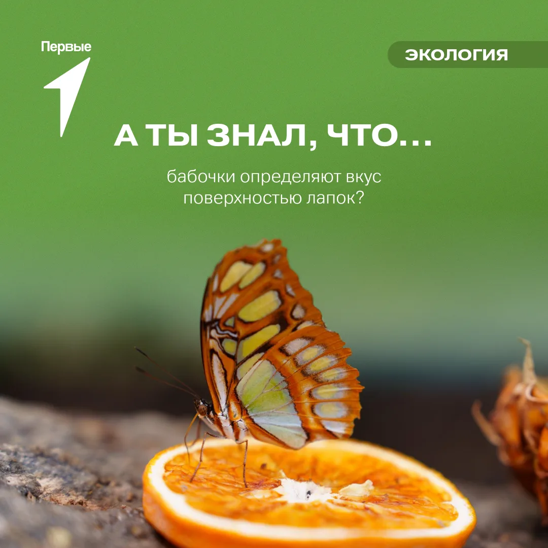 Новый факт для Первых 🦋

Микроскопические сенсорные волоски на лапках помогают этим насекомым чувст