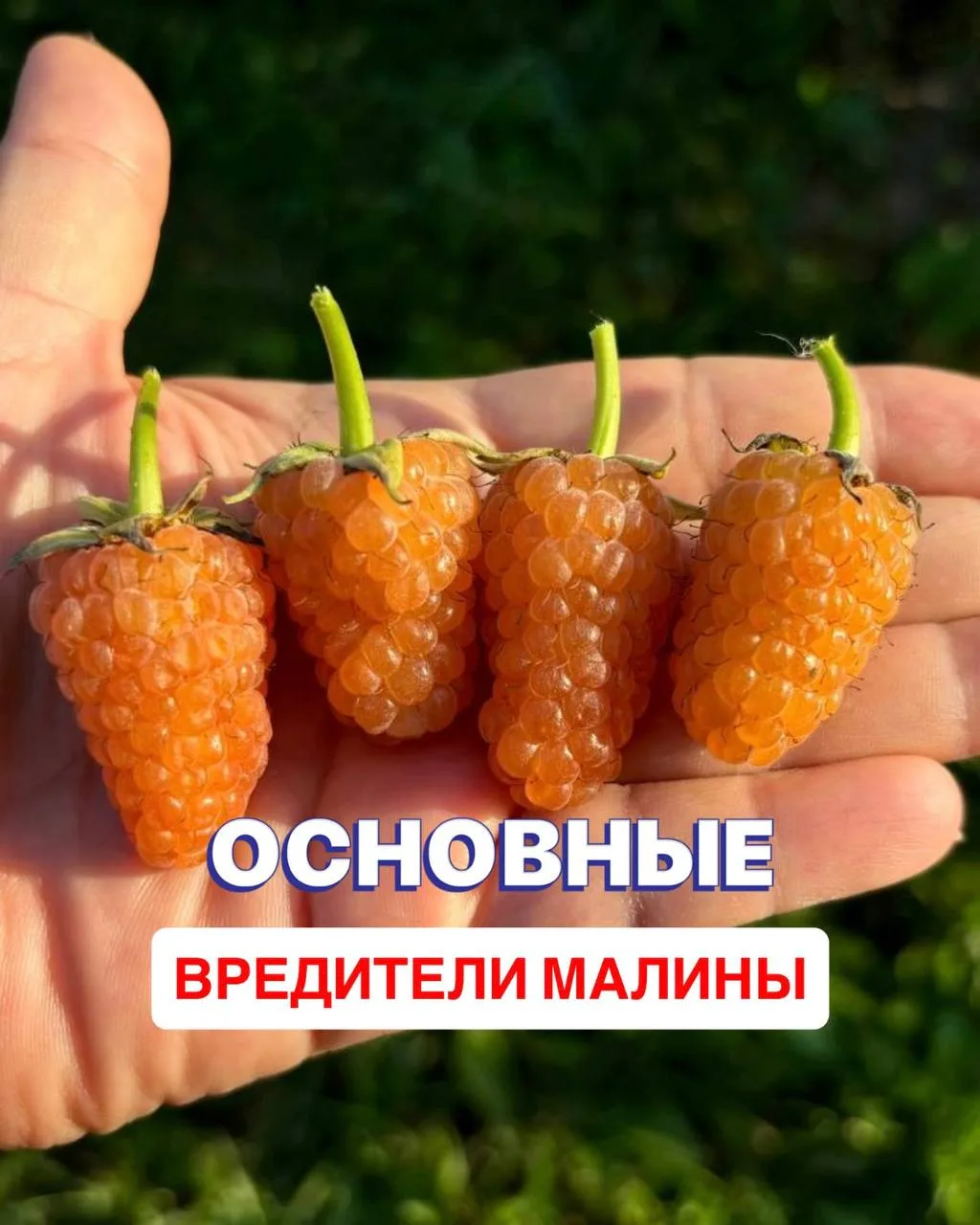 И как с ними бороться 🔰
⠀
✅Тля.
При слабом поражении можно использовать мыльный раствор. Борьба с т