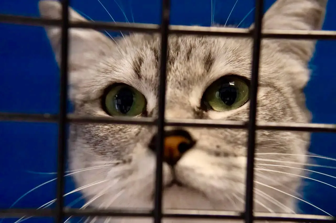🐈 Надымскому «Лучику» очень нужны помощники