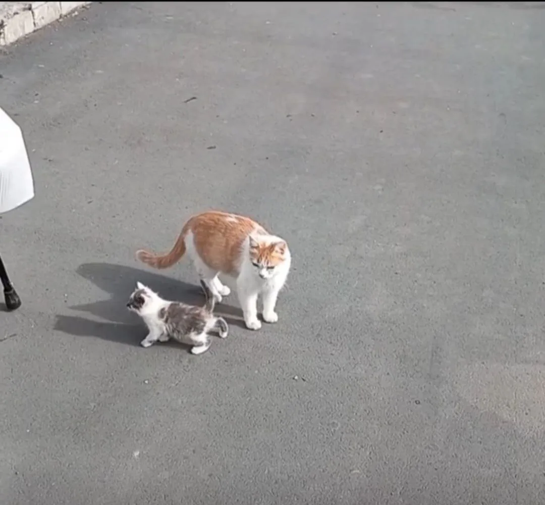 💮Котята сидят под лестницей, а на улице холодно и дожди, 3 котёнка , может кто хочет? ...