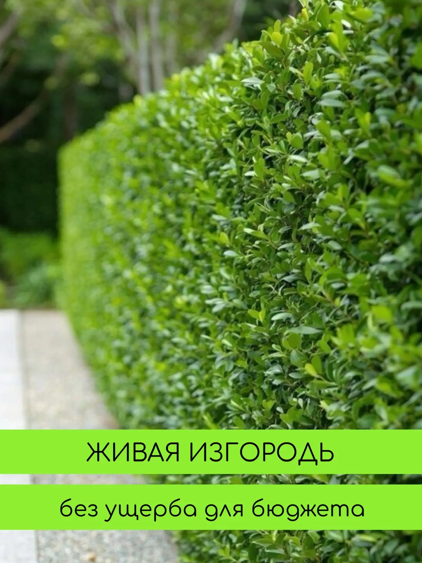 Кизильник и Бирючина - те самые растения, которые садоводы  выбирают, когда нужна быстрая , красивая