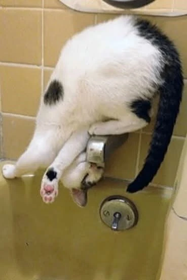 Котиковое 🐾