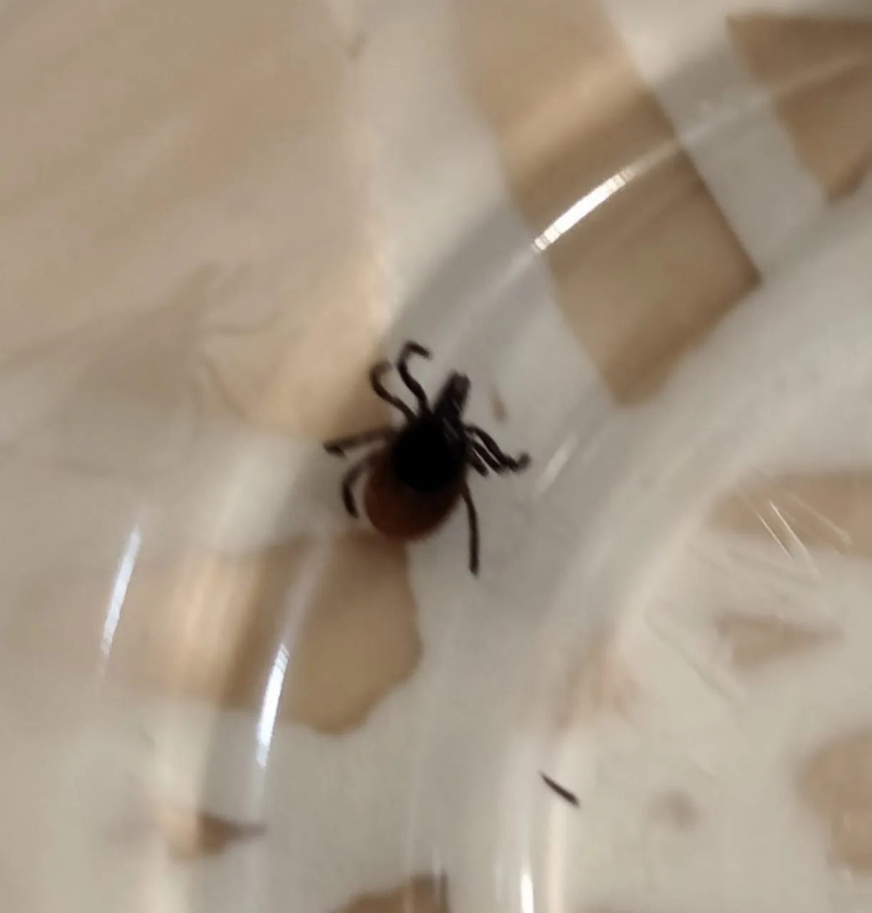 🕷️ В Домодедово клещ укусил жителя в парке «Ёлочки»