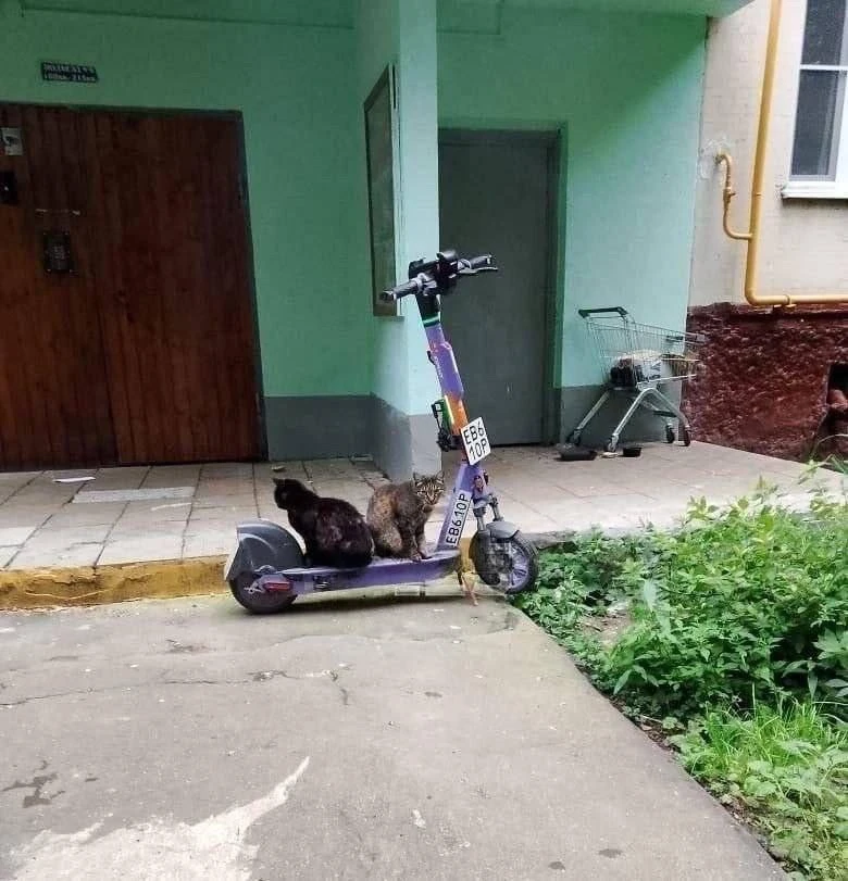 😁КОТОКАТЧИКИ